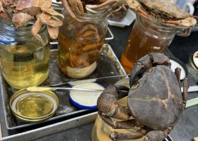 Some of Cumberlidge's crab specimens that he shipped to London before transitioning from full-time faculty to research associate. The specimens have joined the crustacean research collection at the National History Museum's Darwin Center.
