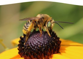 Bee on a flower to signify NMU joining the Bee Campus USA Program.