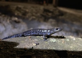 Blue-spotted salamander (NMU Biology photo)