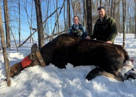 Drs. Tyler Petroelje (MDNR) and Diana Lafferty (NMU) are co-Principal Investigators (pictured) along with Erin Johnston (KBIC, not pictured) in this long-term initiative to study the factors limiting moose population growth in the western UP.