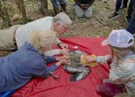 William Bowerman, deputy director and chairman of the board for Wings Over Water Research Institute, and two volunteers examine a Michigan bald eagle in May. (Courtesy of Wings Over Water Research Institute)