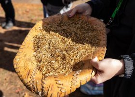 Manoomin, also known as wild rice, is pictured.
