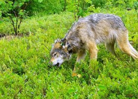 A wolf eats blueberries
