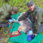Austin Homkes, left, draws blood from a wolf's leg while Tom Gable assists
