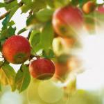 Apple orchard (iStock)