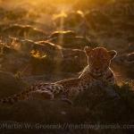 Winning photo of a leopard outlined by a sunrise backdrop