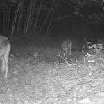 Trail-cam image of Echo Lake wolves