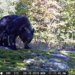 Trail cam capture of a black bear