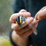 A white-throated sparrow being removed gently from the mist net