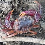 Afzelius’s Crab