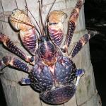 Coconut Crab photo (by Darwin Initiative)
