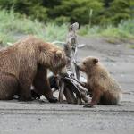 Alaskan brown bears