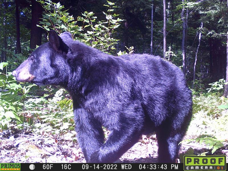 Black bear image captured on camera traps from Lafferty's long-term Yooper Wildlife Watch project.