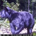 Black bear image captured on camera traps from Lafferty's long-term Yooper Wildlife Watch project.